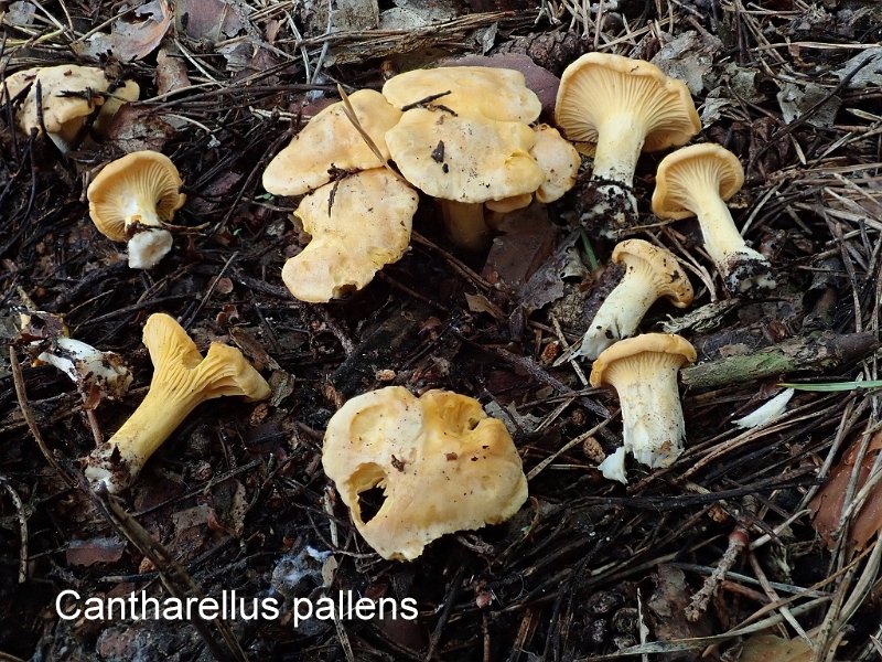 Cantharellus pallens-amf841-2.jpg - Cantharellus pallens ; Syn1: Cantharellus subpruinosus ; Syn2: Cantharellus cibarius var.pallens ; Nom français: Girolle pruineuse